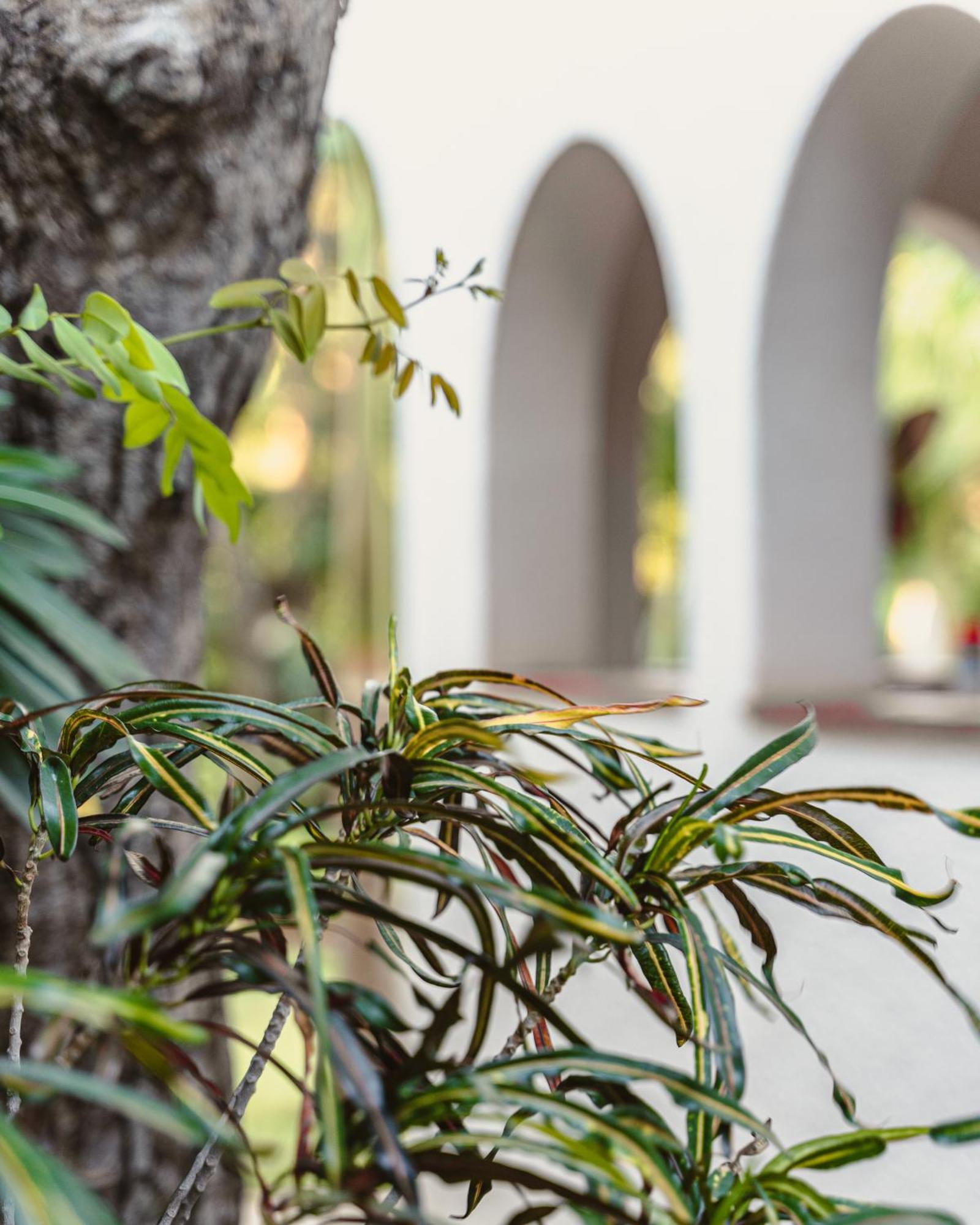 מפלי ויקטוריה Jacaranda Lodge מראה חיצוני תמונה