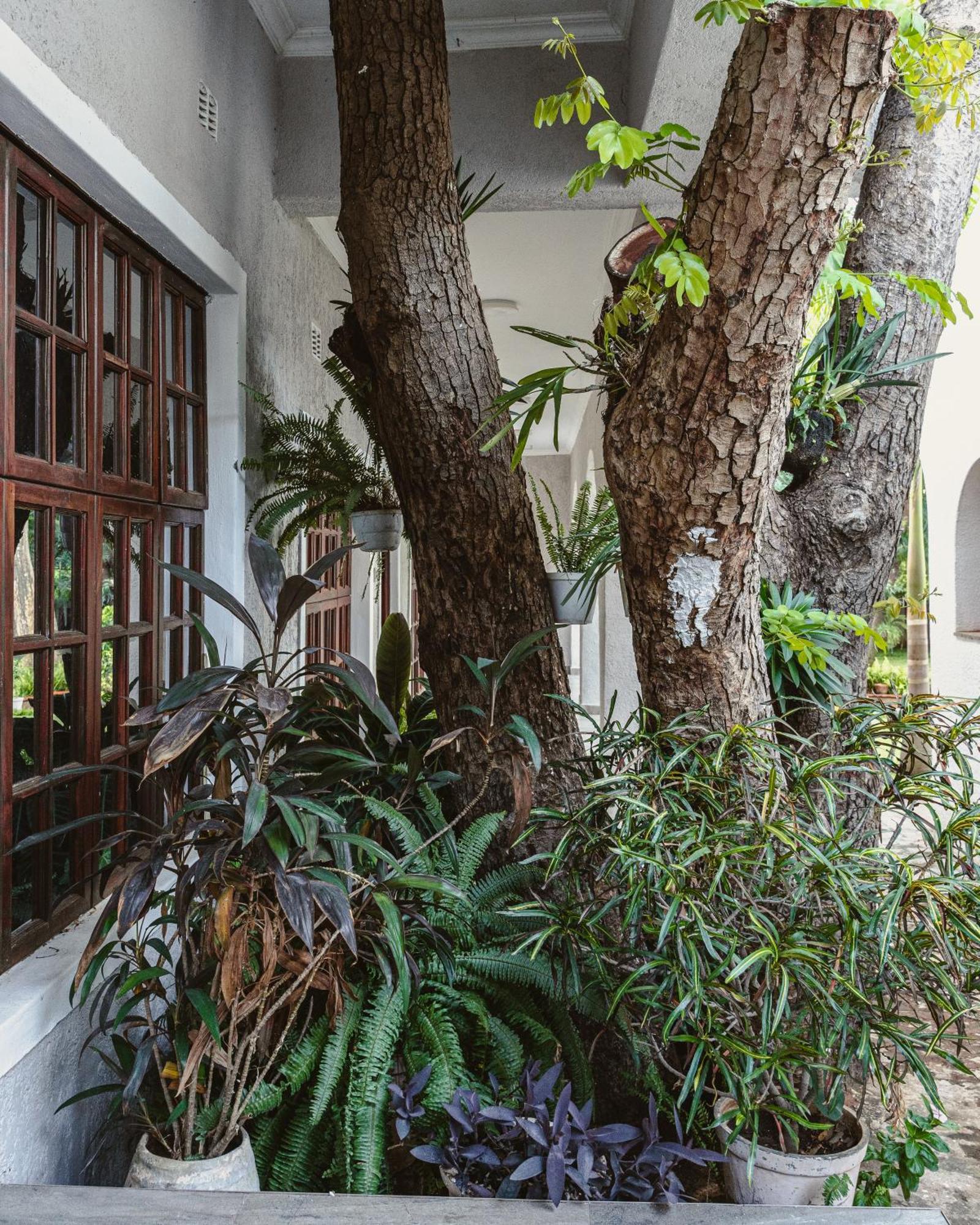 מפלי ויקטוריה Jacaranda Lodge מראה חיצוני תמונה